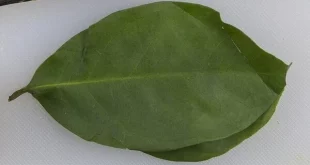 daun salam
