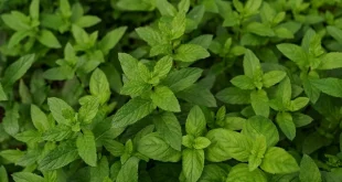 daun mint
