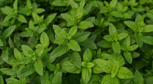 daun mint