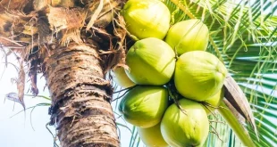 pohon kelapa