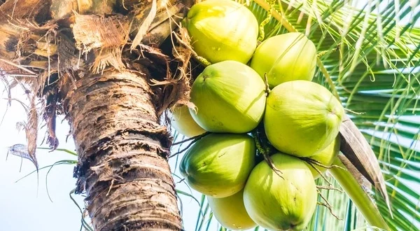 pohon kelapa